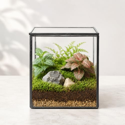 Quadratisches Glas-Moos-Terrarium mit Deckel, kleines Indoor-Glasterrarium für Pflanzen, Sukkulenten, geometrisches Terrarium, Box, schwarz, klein, handgefertigt, Tisch-Glas-Pflanzgefäß für den