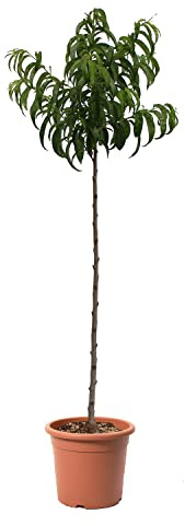 KENTIS - Pêcher Plate Blanche - Prunus Persica - Vraies Plantes d'Extérieur - Arbre Fruitier de Jardin d'Ornement - Pot de Culture Ø 24 cm