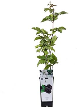 ZARZAMORA (Rubus Ulmifolius) Natural, Cultiva una Planta de Fruta Fresca y Saludable en tu Propio Hogar