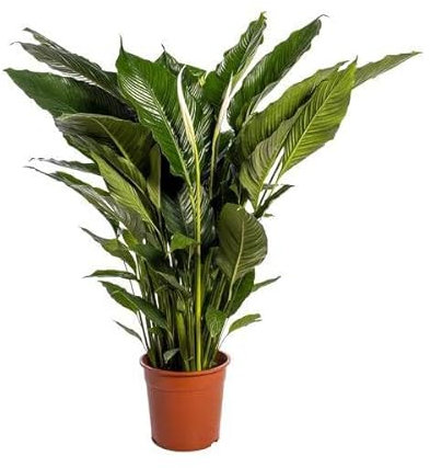 Einblatt - Spathiphyllum Sweet Sebastiano - Zimmerpflanze - Ø24cm - 110cm