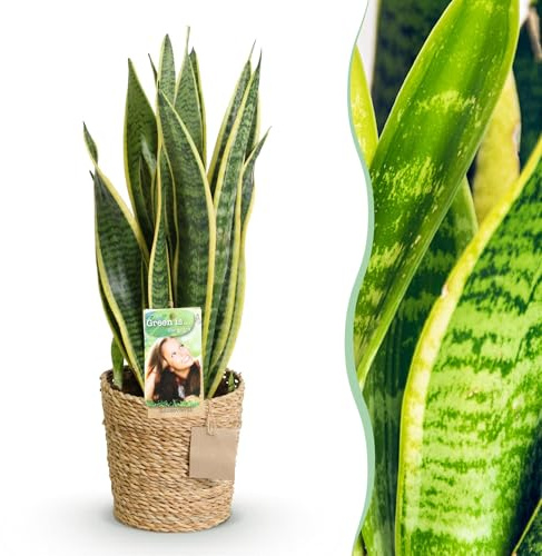 Green boutiQ - Plantes d'intérieur - Sansevieria Laurentii - Langue de belle-mère - Peu d'entretien - avec panier - Vert - jaune - 1 Plante - Pot 17cm - Hauteur 60-70cm