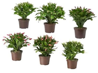 Pack de 6 Plantas de Navidad Cactus de Navidad o Cactus de Pascua con Flores de Colores
