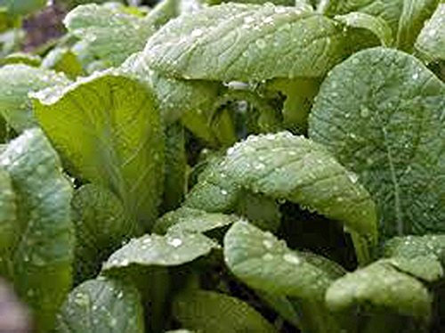 Graines de moutarde Verdi, Florida latifoglie, Heirloom, biologico, non OGM, 25+ Semi:Graines