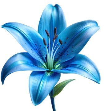 Raro Rizoma Di Giglio, Resistenti Al Freddo E Alla Siccità, Facile Da Coltivare, Adatte Per La Decorazione Di Giardini-6 Rizoma-A