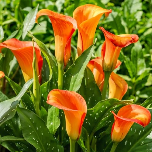 Pasión naranja Bulbos de lirio cáliz de Zantedeschia, 5 piezas grandes y auténticos que producen más de 5 flores, planta de jardín ideal, bulbos de flores de Holanda (no semillas y no artificiales).