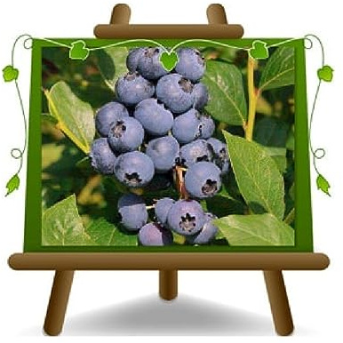 Mirtillo Nero Gigante Americano var Duke Pianta da Frutto Antico | su Vaso ø 20 cm - Altezza 50~100 cm - EURO PLANTS VIVAI