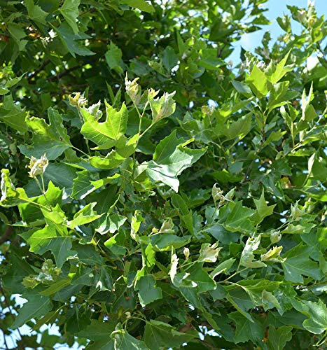 Hochstamm Kugelplatane Alphens Globe 80-100cm - Plantanus hispanica - lebende Gartenpflanze aus den Baumschulen