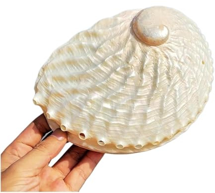 Coquille de mer naturelle. Coquillages naturels énormes, grande coquille de conque naturelle, grandes coquilles d'ormeau naturelles 15-16 cm, coquille d'ormeau polie sur un côté