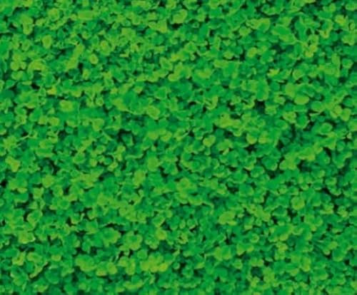 Semi di Trifoglio Nanissimo, 5 kg.Erba Ornamentale per Prato, Verde