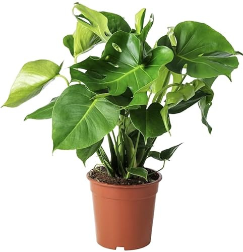 Costilla de Adán Natural Viva Monstera Deliciosa en Maceta Elegancia Tropical Instantánea