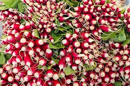 Dix-huit jours de radisDe dix-huit jours - GRAINES ENDUITES - 300 graines