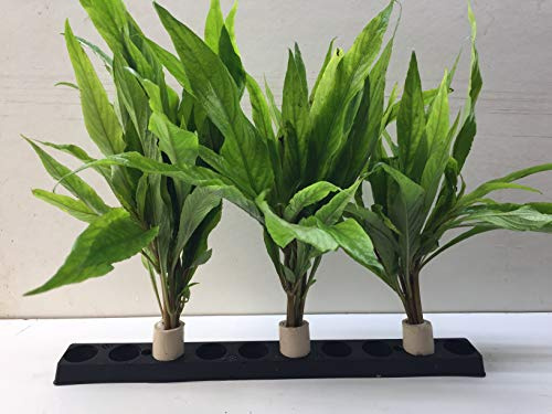 5 Bund Hygrophila salicifolia marmorierte Kirschblatt wasserpflanzen.