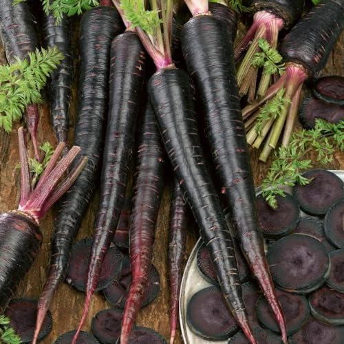 Black Nebula Carrot Seeds - Darkest Purple Carrot Variety with High Anthocyanin Content - Versatile Culinary Use - Compact Growth for Limited Spaces - 1x Seed Packet by Thompson & Morgan