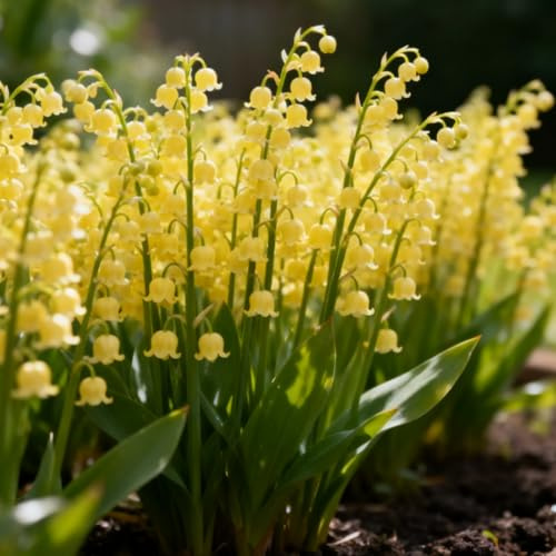 Rizoma de lirio de los valles- Lirio de los Valles resistentes- rizomas de jardín perennes- Lirio de los Valles raras para plantar en el jardín-10 Rizomas-e