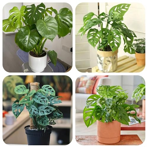 semillas de monstera - jardín perennes resistentes cobertura del suelo, decorativas interior 50pcs