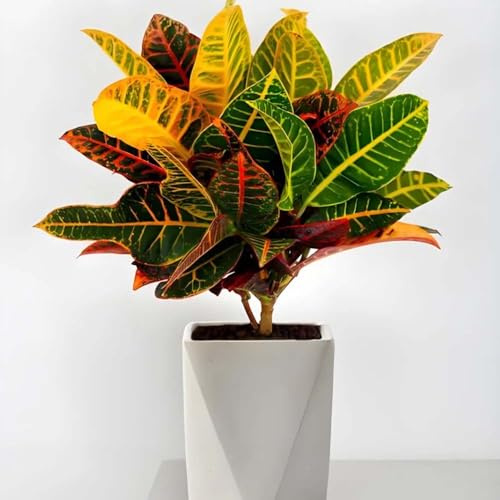 Codiaeum variegatum - grünpflanzen topfpflanzen wunderstrauch für sonnige plätze baumsamen exotische heckenpflanzen immergrüne kübelpflanze winterhart 200samen