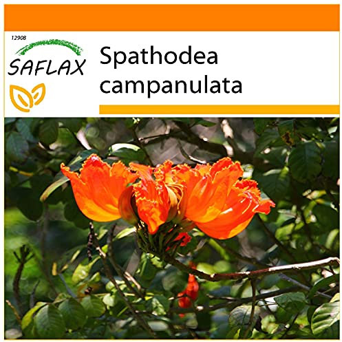 SAFLAX - Garden in the Bag - Albero dei tulipani - 30 semi - Spathodea campanulata