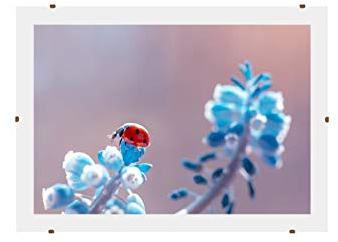 Online-GalleryKing Cadre photo à pinces | Cadre clip photo | Porte-photo | Sans cadre 25x50 cm avec verre acrylique antireflet et paroi arrière | ne reflète