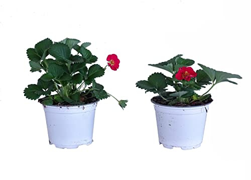 Plantas de Fresa - Pack 2 Unidades - Fragaria Vesca - Plantas Naturales Que Generan Frutos