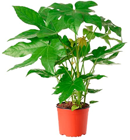 Planta de Interior y Exterior Natural de 60 cm Altura - Plantas Naturales- Planta de interior de decoración - Planta Natural - Planta Viva (Fatsia Japonica) SP43