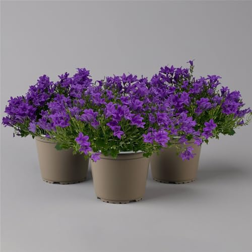 Glockenblume 'Ambella® Purple' lilablau, Topf-Ø 15 cm, 3er-Set