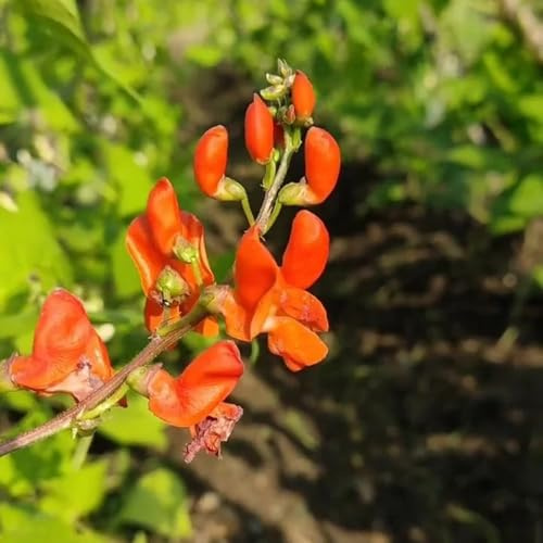 feuerbohnen - bohnensamen topfpflanzen herbst deko prunkbohnen gemüsesamen alte sorten hochbeet gemüsepflanzen gartendeko für draußen pflanzenliebhaber geschenke zierblumen blumendeko 100samen