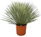 Yucca rostrata - Yucca Foglie blu, altezza totale 70-90 cm, vaso Ø 26 cm [7886)