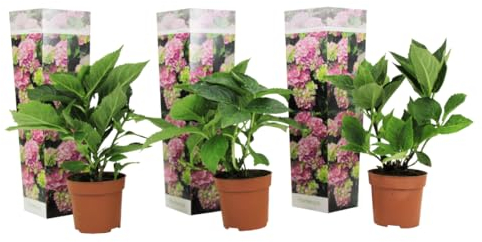 Plant in a Box - Hydrangea macrophylla Rose - Set de 3 - Hortensia - Pot 9cm - Hauteur 25-40cm