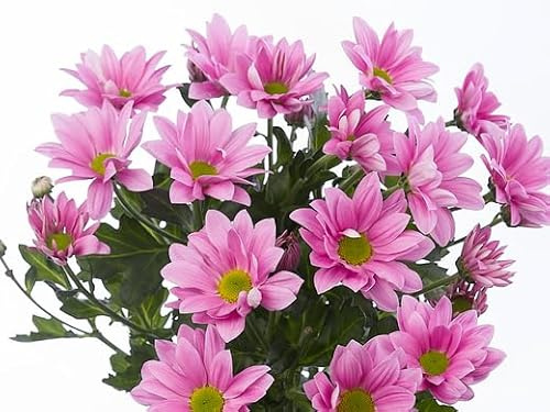 Chrysanthemum DECOALIVE Flor Natural con Colores Mixtos
