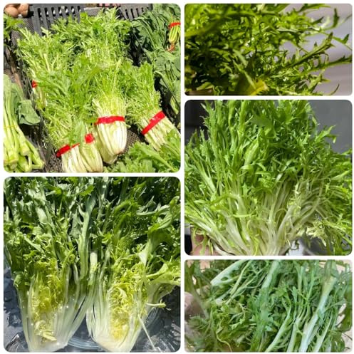 Semillas de Sonchus oleraceus, semillas de jardín del balcón regalos sostenibles jardín variedades antiguas jardín rocas cobertura del 100pcs