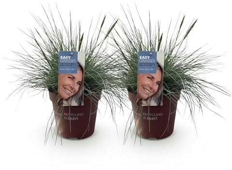 GreenboutiQ - Ziergräser - Festuca glauca Intense Blue - Blau - 2 Pflanzen - Immergrün - Wenig Pflege - Topf 17cm Höhe 50cm