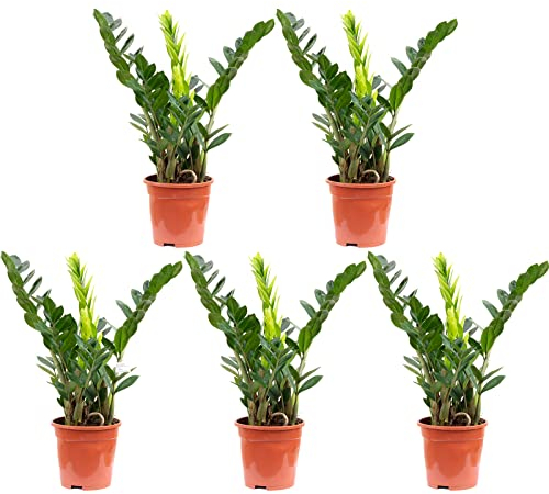 5er-Set Glücksfeder - echte Zimmerpflanze, Zamioculcas zamiifolia 3+ - Höhe ca. 55 cm, Topf-Ø 17 cm