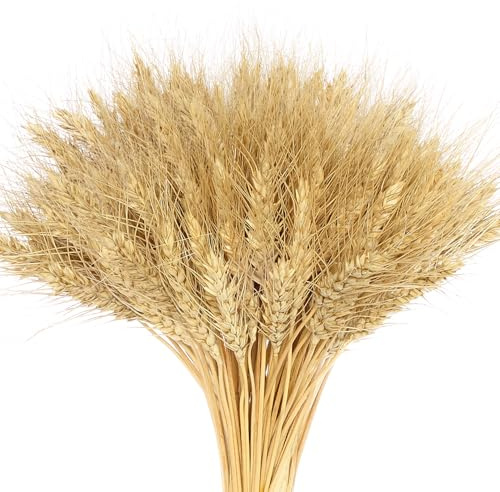 100 steli di fiori secchi, decorazione di spighe di grano essiccate, mazzo di erba secca naturale, composizioni fai da te per la tua casa, camera da letto e soggiorno (colore primario)