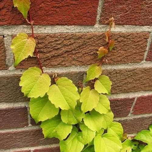 wilder wein, jungfernrebe - immergrün winterhart kletterpflanze kletterpflanze deko wohnzimmer seltene balkonpflanzen steingartenpflanzen hängepflanzenzaun deko vines schnellwachsende 400samen