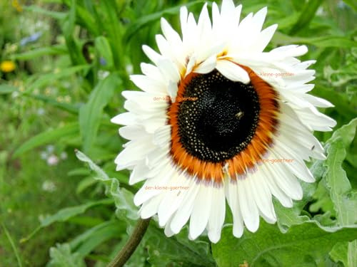 50 Samen Venidium fastuosum selten Rarität elegante einjährige Sommerblume mit strahlend weißen Blüten Schnittblumen Blumensamen von der-kleine-gaertner