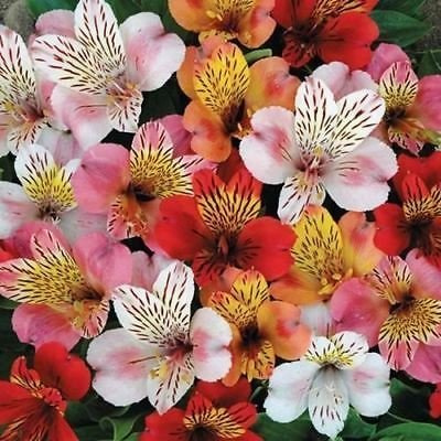 Mélange de graines de fleurs hybrides de lys du Pérou (Alstroemeria Hybrida Dr. Salters Mix)