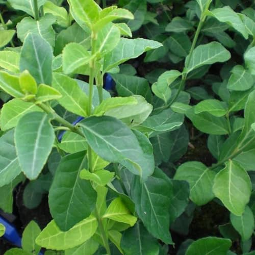 6x Fusain persistant 'Dart's Blanket' – Euonymus fortunei – Godet 9x9 cm | Arbuste couvre-sol, feuillage vert foncé lustré