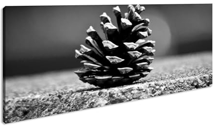 kleine Tannenzapfen Panorama 80x40 cm Effekt: Schwarz/Weiß als Leinwandbild, Motiv fertig gerahmt auf Echtholzrahmen, Hochwertiger Digitaldruck mit Rahmen