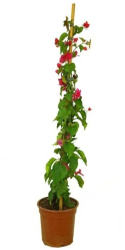 Planta natural Buganvilla MORADA, Bougainvillea 90-100 cm. Planta trepadora vigorosa de vivos colores, resistente al sol, ideal para muros y pérgolas. Segura Garden.