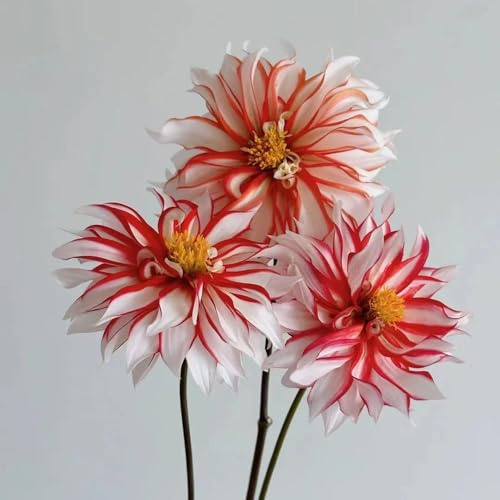 bulbi di dalia resistenti primavera giardino temprano giardino bulbi dalia 2pcs