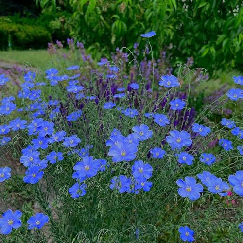 Blauer Flachs, Linum perenne, winterharte für garten Lein blauSamen, exotische balkonpflanzen stauden winterhart mehrjährig steingartenpflanzen 400Samen