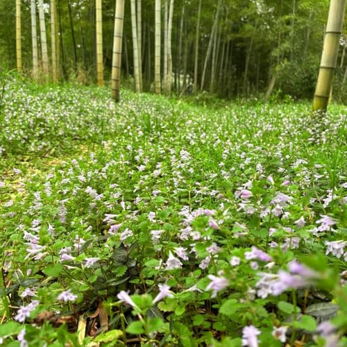 semi di edera terrestre esotiche balcone ornamentali per zone soleggiate semi di biologici, bomboniere in vaso 120semi