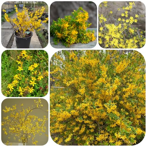 forsythie - forsythien balkonpflanzen frühlingsblumen herbstpflanzen für sonnige plätze balkonblumen bonsaibaum kletterpflanzen topfblumen deko wohnzimmer balkon blumenbeet blumendeko 130samen