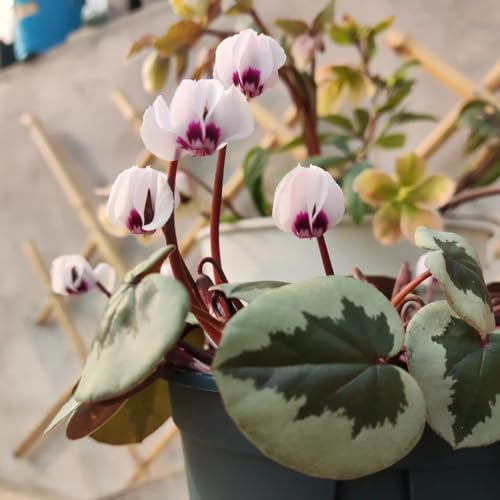 Semi di ciclamino decorative decorazioni giardino per esterni rara rampicante balcone con interna Giardino roccioso, resistenti 20pcs