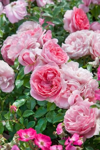 Edelrose Rosa Rosenfee, rosa Blüten, duftend, winterhart