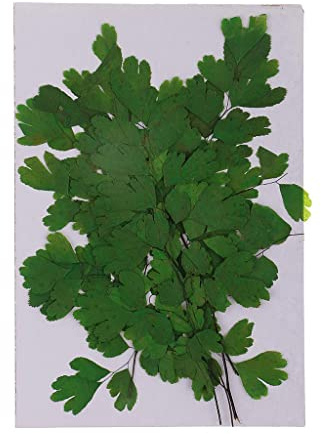 LOABXYUZ 12 piezas de hojas prensadas reales verdes, flores secas, hojas de helecho de roca, adornos