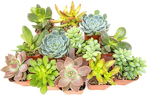 Pack 10 Exclusivas Suculentas Plantas Naturales para Coleccionistas