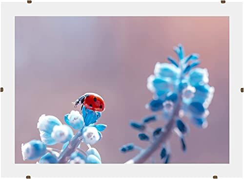 Online-GalleryKing Marco de fotos sin marco, marco con clips, 70 x 70 cm, con cristal acrílico antirreflectante y parte trasera de madera MDF, fotos, pósteres, collage, marcos, todos los tamaños