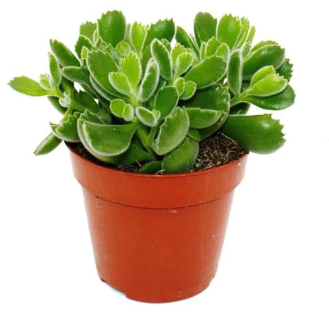 Cotyledon tomentosa « Green Footprint » – Plante à pattes d'ours – Plante succulente – En pot de 12 cm
