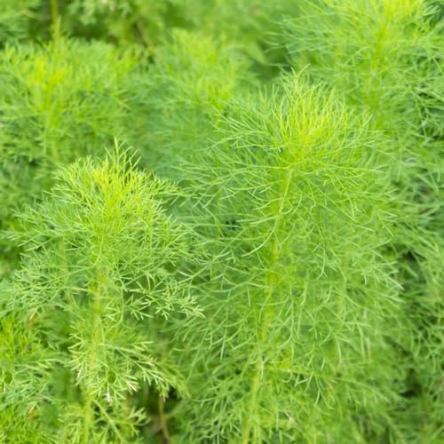 semi di aneto resistente - balcone tappezzanti giardino roccioso varietà antiche Regali Pasqua letto 150pcs